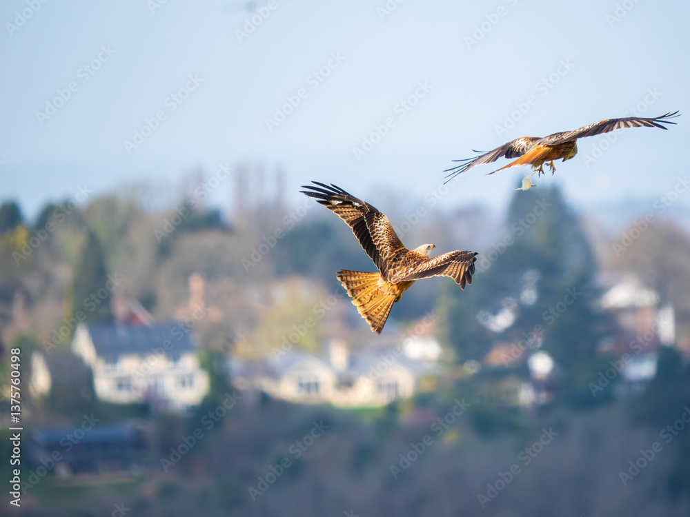 Two Red Kite Bird in Flight Passing