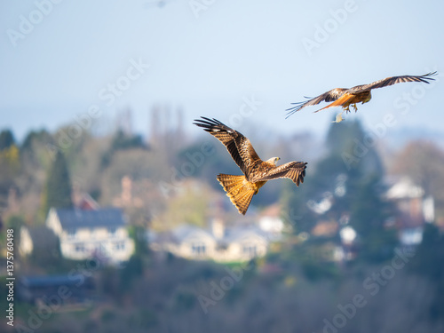 Obraz na płótnie Two Red Kite Bird in Flight Passing w salonie