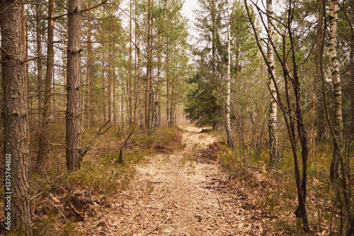 Fototapeta Naklejka Na Ścianę i Meble -  leśna droga,leśna ścieżka,las,drzewa,wiosna