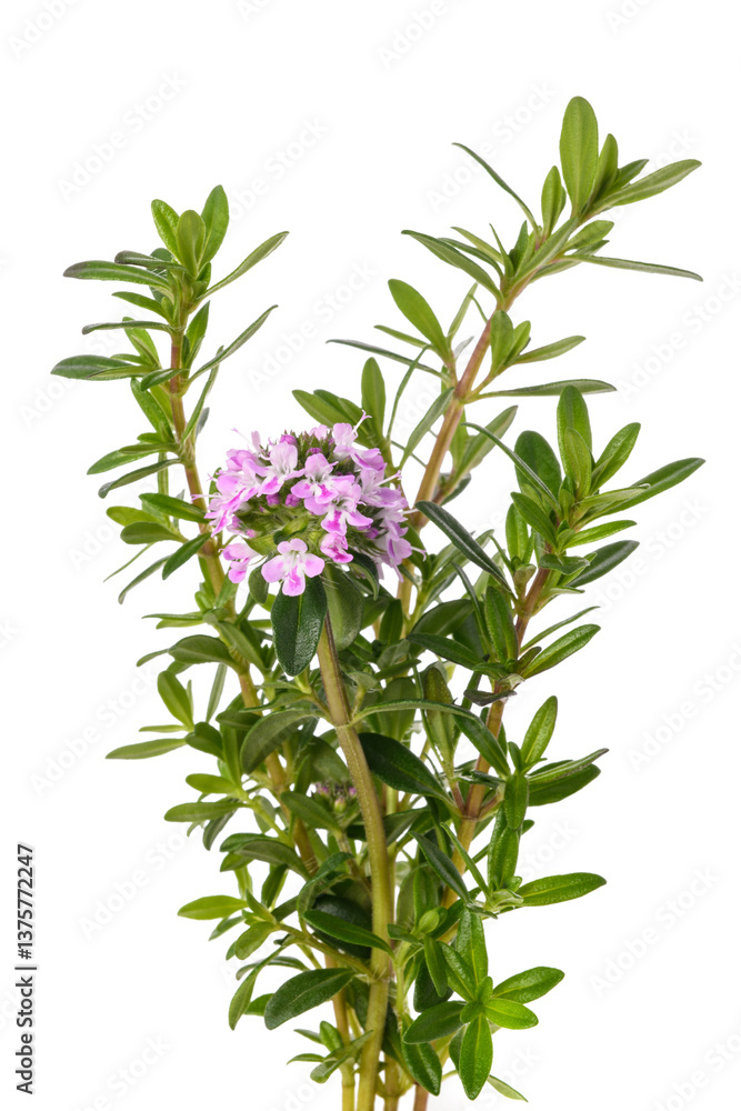 Obraz premium Summer savory flower