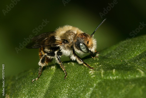 Male of Osmia caerulescens, the blue mason bee