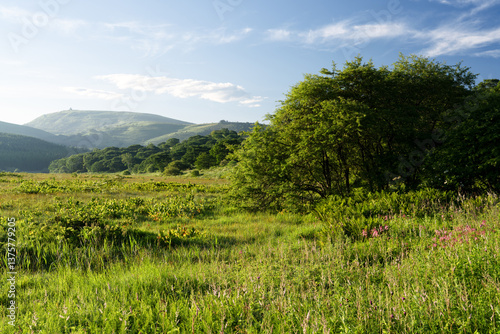 Wallpaper Mural 長野県下諏訪町　夏の八島ヶ原湿原 Torontodigital.ca