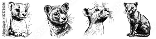 Illustrations of various wild animal faces showcasing their unique features and expressions