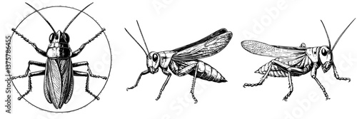 Detailed illustrations of crickets showcasing different angles and features for scientific study and identification purposes