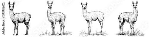 Llamas standing in a grassy area displaying their unique features during a sunny day at a local farm