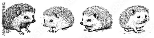 Illustration of four hedgehogs in various poses showcasing their unique characteristics and details