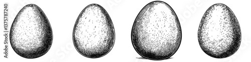 Four stages of egg development illustrated with detailed sketches showcasing variations in size and shape