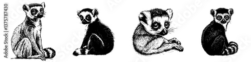 Lemurs depicted in detailed sketches showcasing their unique characteristics and playful nature