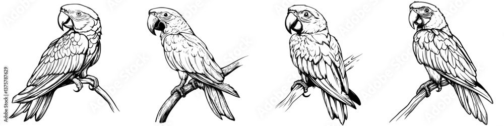 Fototapeta premium Intricate sketches of parrots perched on branches showcasing various angles and poses in a detailed artistic style