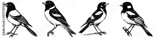 Different species of songbirds perched on branches, showcasing their unique features and patterns in a natural setting