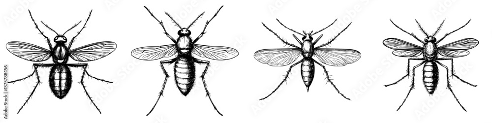Insect illustrations showing various species of mosquitoes with detailed wing and body features Insect illustrations showing various species of mosquitoes with detailed wing and body features