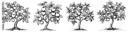 Black and white illustrations of apple trees in various stages of fruit growth and development