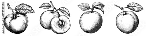 Detailed illustration of ripe fruits showcasing apples and a cut apple on a white background