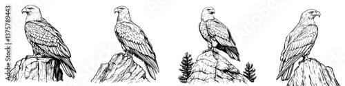 Majestic eagles perched on rocks, showcasing their powerful presence in the wilderness during daylight