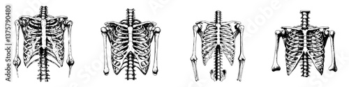 Detailed anatomical illustration of human skeleton variations from multiple angles in a scientific context