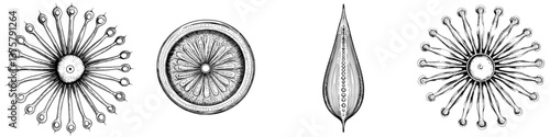 Artistic illustrations of intricate botanical designs exhibiting various shapes and patterns
