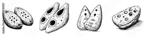 Exploring ancient musical instruments from different cultures showcasing unique designs and historical significance