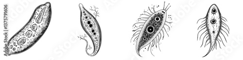 Various types of microorganisms illustrated in intricate detail showcasing their unique shapes and structures