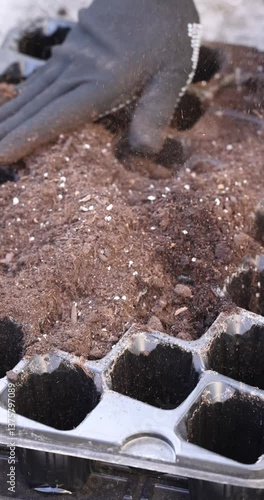 Gardener filling seed tray with soil