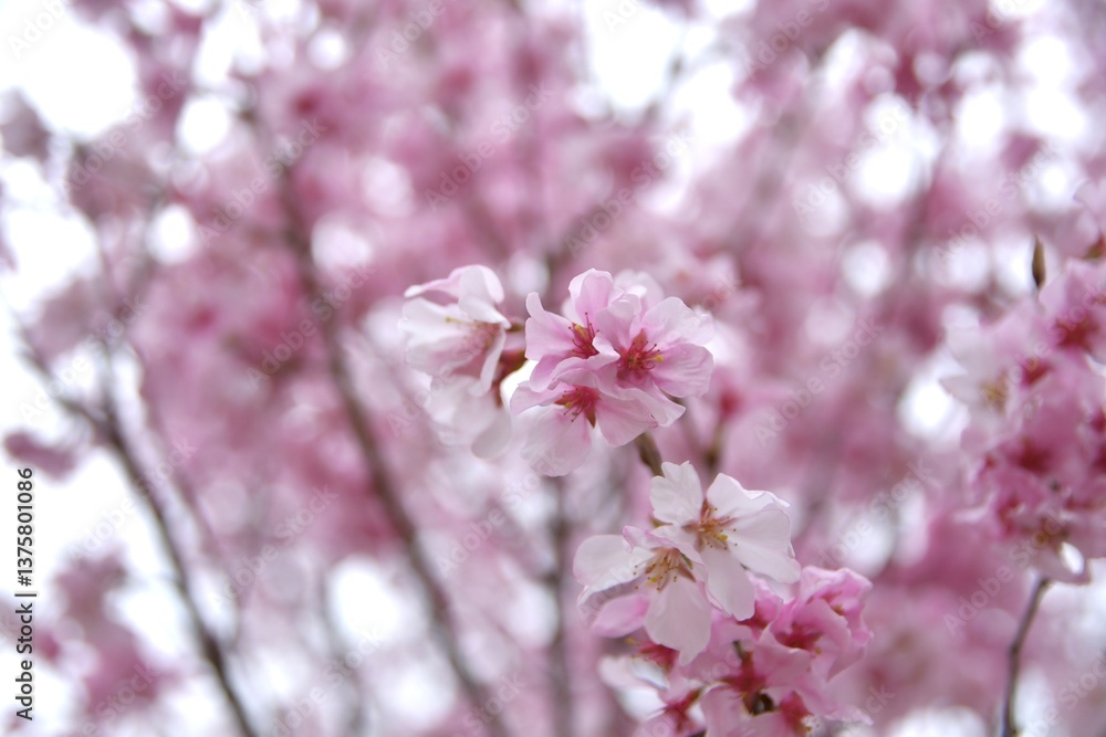 Fototapeta premium 新年の桜