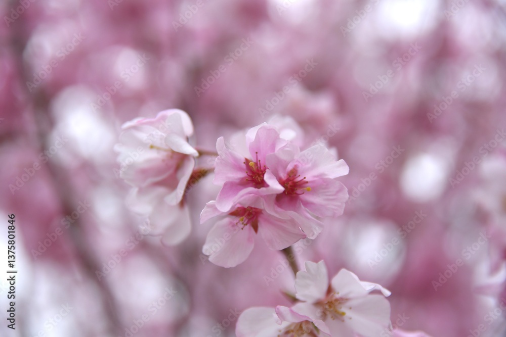 新年の桜 新年の桜
