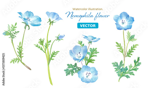 春の花：ネモフィラの水彩イラスト。切り花のアソート。（ベクター。花と葉の別レイヤー）