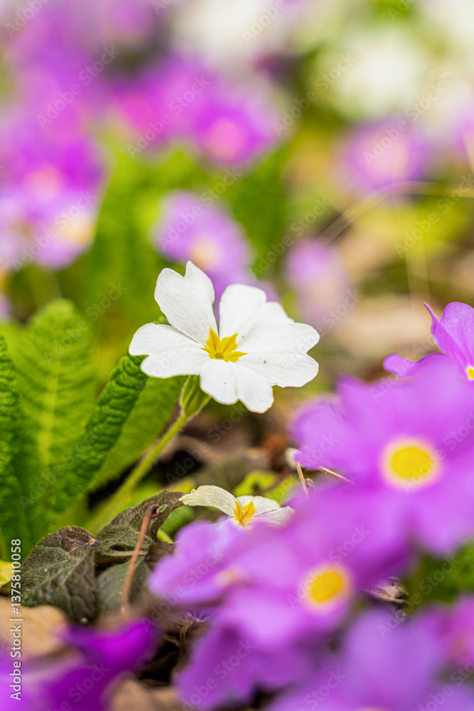 Meadow full of pink and white primulas.