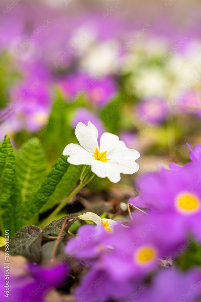 Meadow full of pink and white primulas.