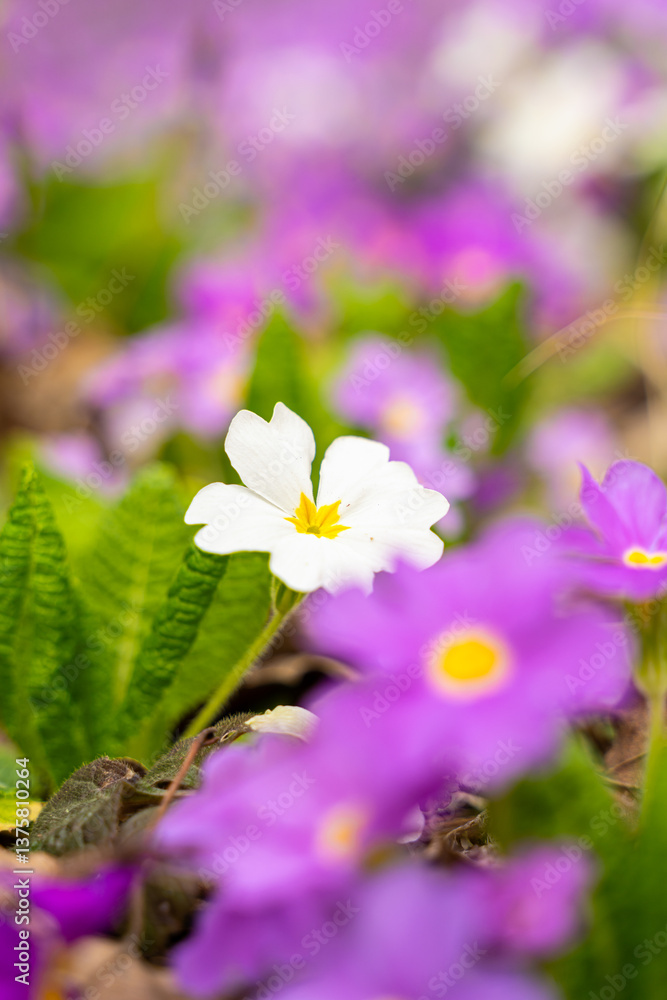 Meadow full of pink and white primulas.