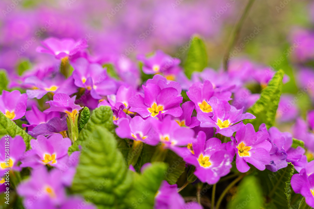 Meadow full of pink and white primulas.