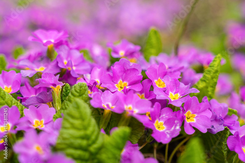 Obraz na płótnie Meadow full of pink and white primulas. w salonie