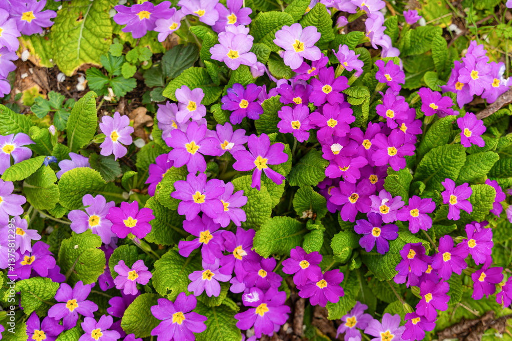 Meadow full of pink and white primulas.