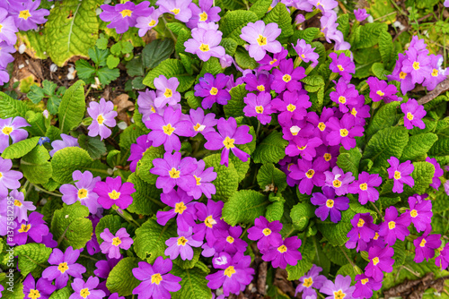 Obraz na płótnie Meadow full of pink and white primulas. w salonie