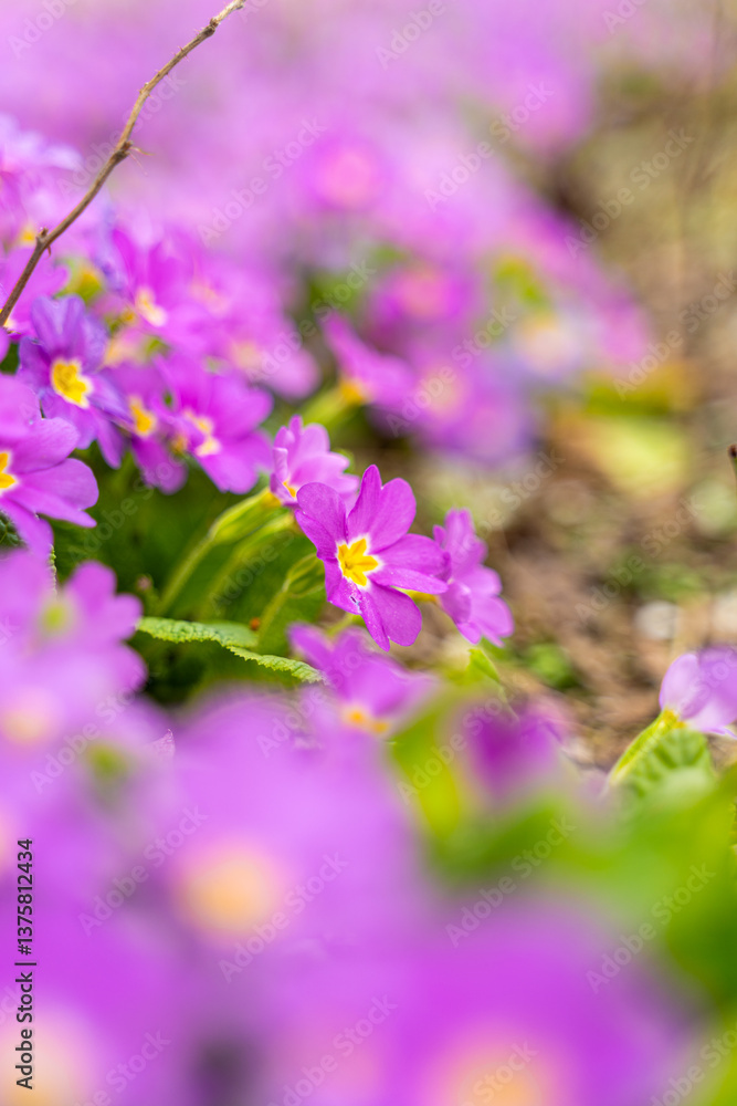 Meadow full of pink and white primulas.
