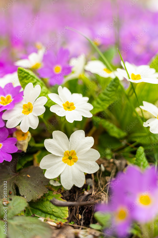 Meadow full of pink and white primulas.