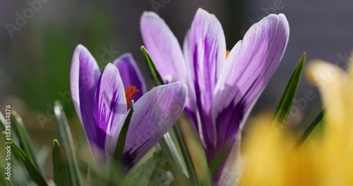 Blooming crocus flowers in spring garden