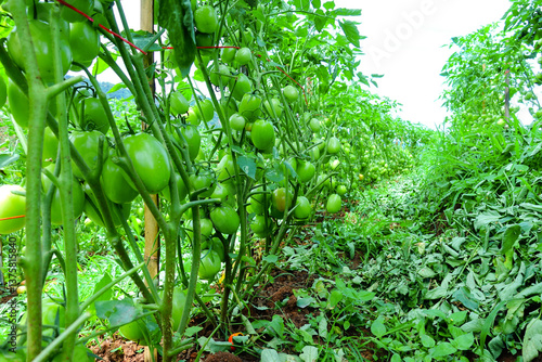 Pruning Tomato Plants with Green Unripe Fruits in Organic Farm