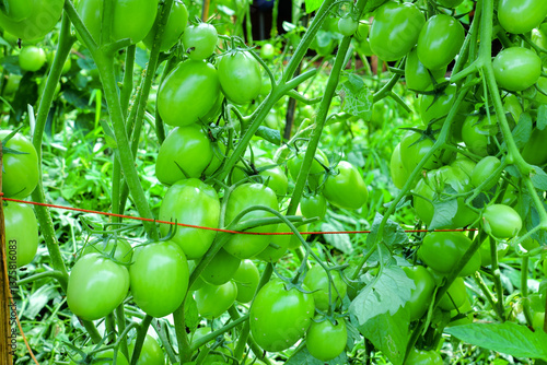 Pruning Tomato Plants with Green Unripe Fruits in Organic Farm