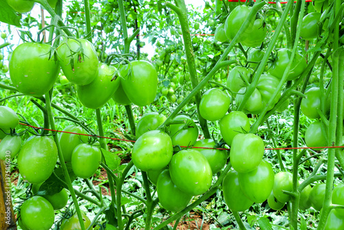 Pruning Tomato Plants with Green Unripe Fruits in Organic Farm