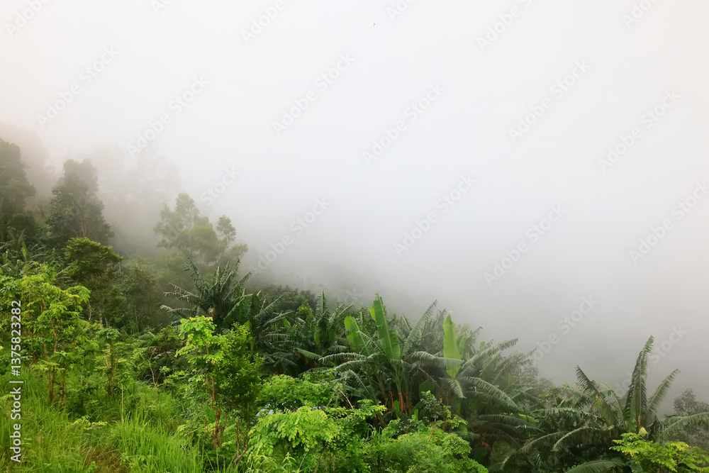 Obraz premium spring green forest, abstract nature background, landscape