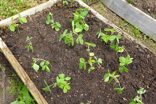 Fotografie edamame cultivation growing on raised wooden bed in the vegetable garden with fe