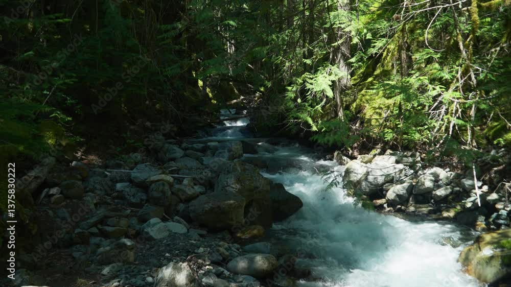 Emerald blue creek running across the forest, establisher Emerald blue creek running across the forest, establisher