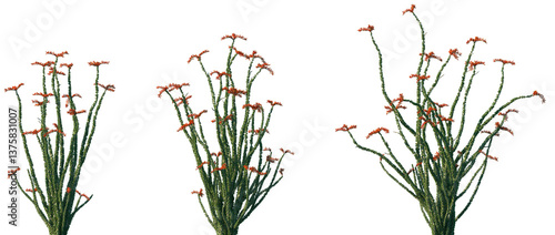 Fototapeta Naklejka Na Ścianę i Meble -  Set of Fouquieria splendens (commonly known as ocotillo) frontal isolated png on a transparent background perfectly cutout	