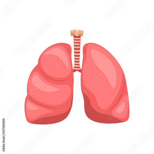 Human respiratory system, lungs, anatomy of internal organs, bronchi and alveoli. Vector illustration