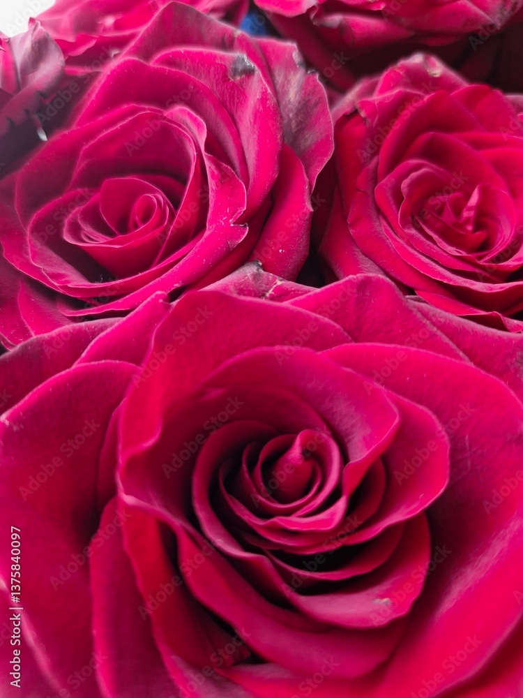 close up of pink roses close up of pink roses