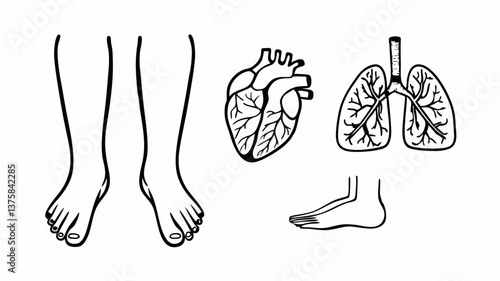 "Minimalist stroke icons of the human body, featuring detailed outlines of hair, hands, and fingers, ideal for educational diagrams and anatomy-related content." "Editable stroke icons of human organs