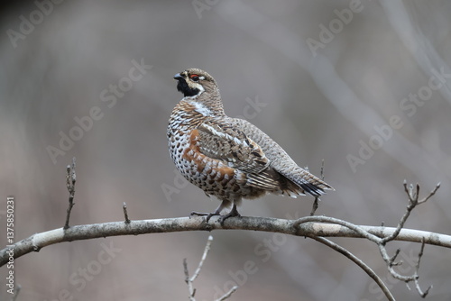 Common Name:n Hazel Grouse
Sci. Name: Tetrastes bonasia