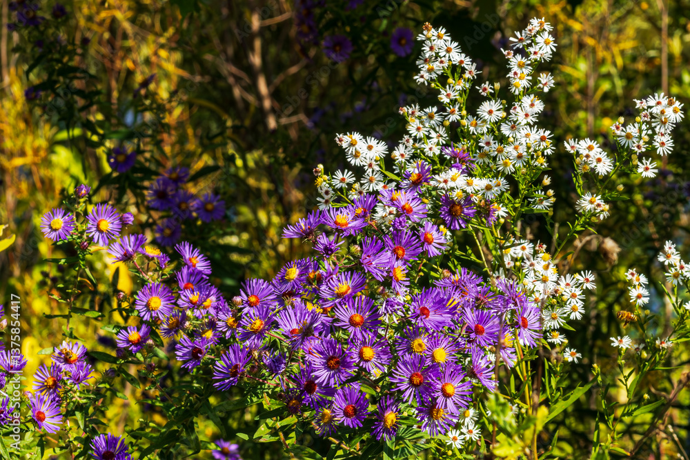 Fototapeta premium New England Aster blooming in meadow, Hamilton, ON, Canada