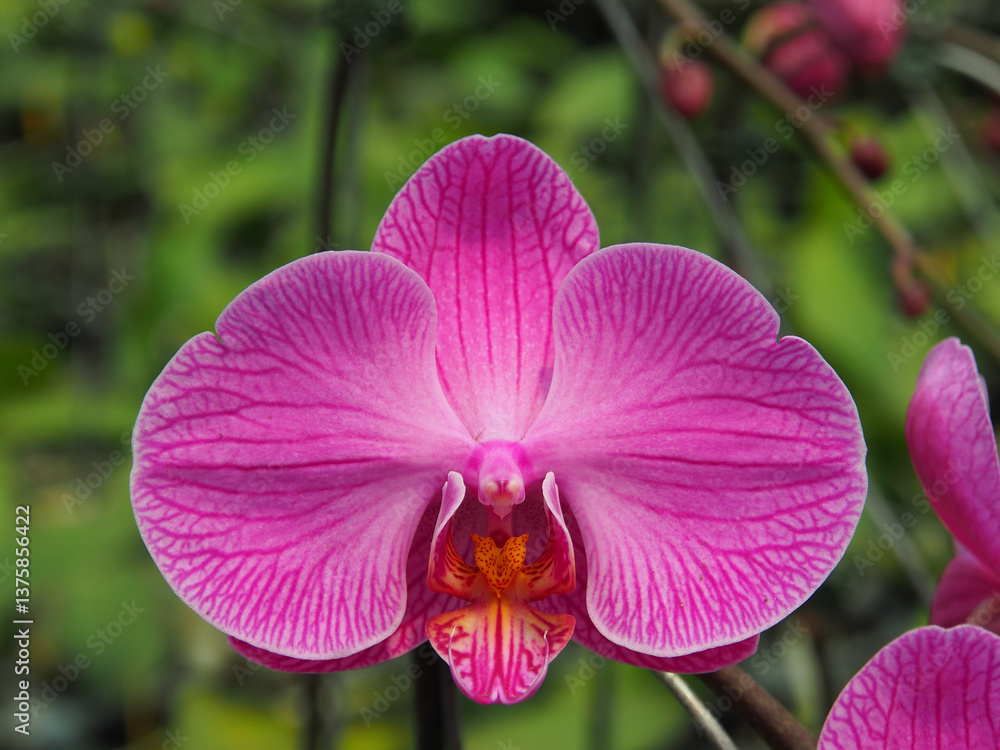 Close-up of pink orchid, Phalaenopsis Close-up of pink orchid, Phalaenopsis