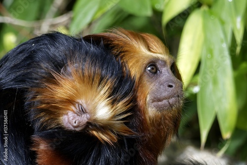 Tamarin lion à tête dorée